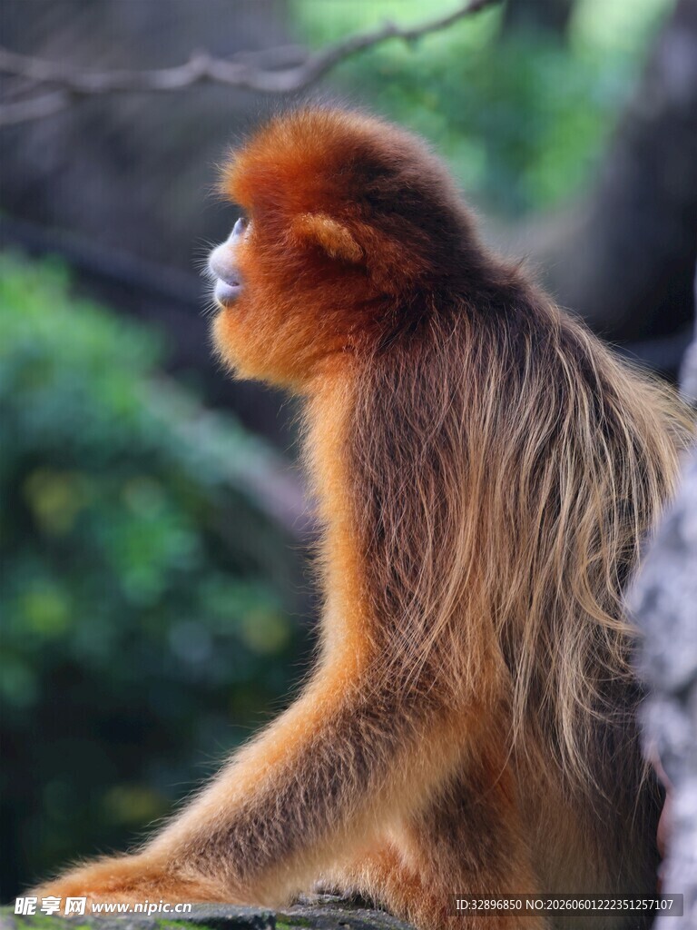 金丝猴特写