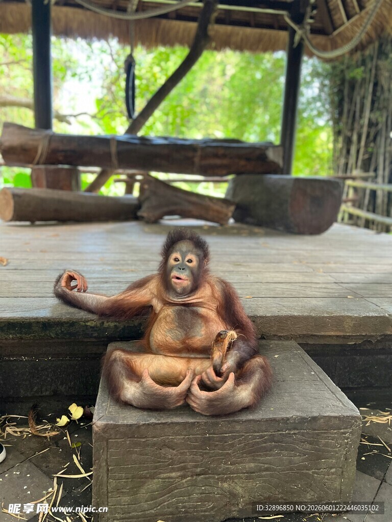 端坐木台的可爱猩猩