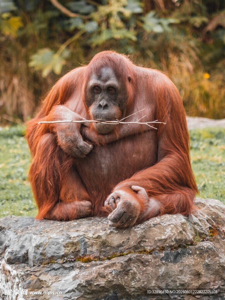 独坐岩石的红毛猩猩