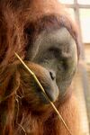 猩猩叼着细枝专注模样