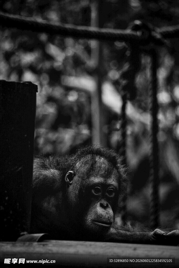 笼中黑猩猩