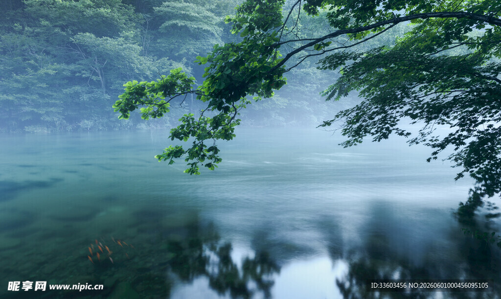 雾中湖畔绿树垂枝美景