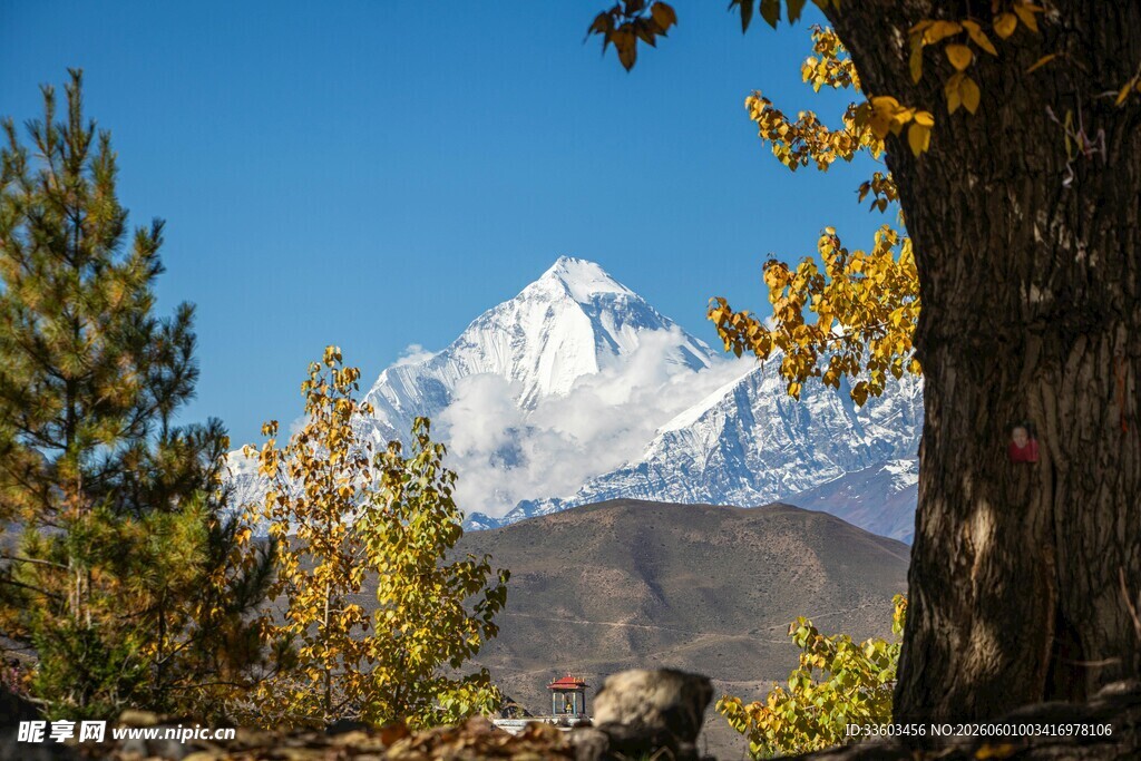 雪山下的秋日山林美景