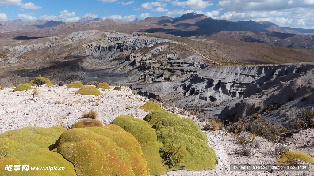 高山上的黄绿色植被景观