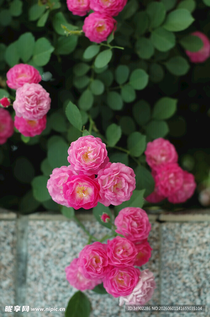 粉色蔷薇绽放于石边