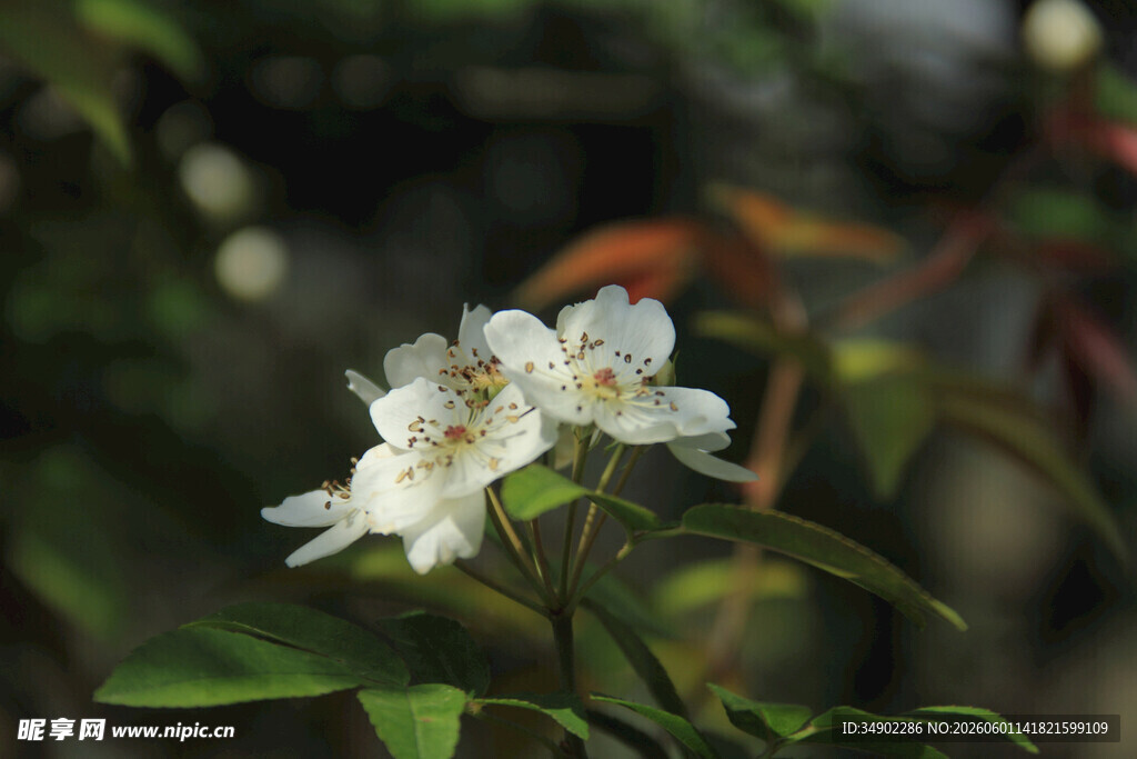 白色花卉特写