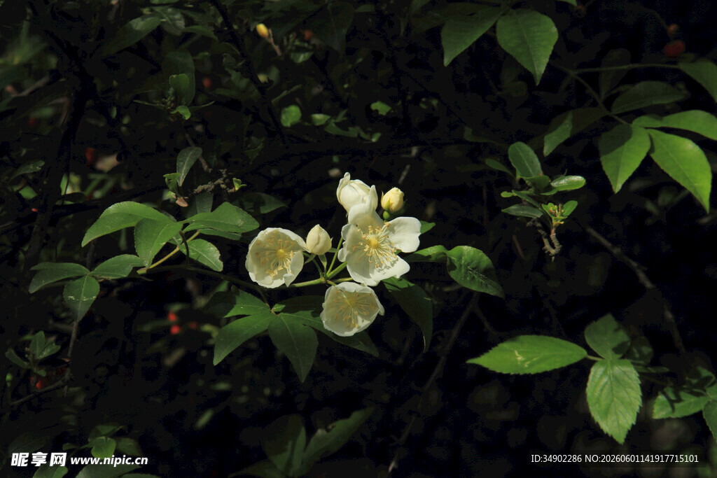 林间绽放的白色小花