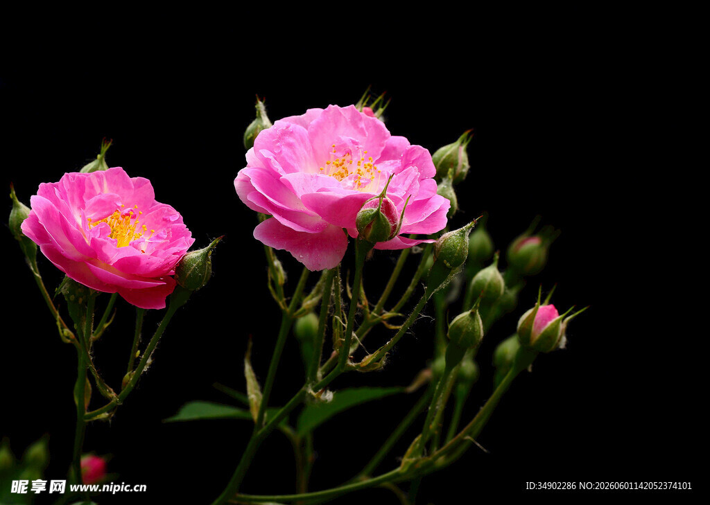 娇艳粉色蔷薇花绽放