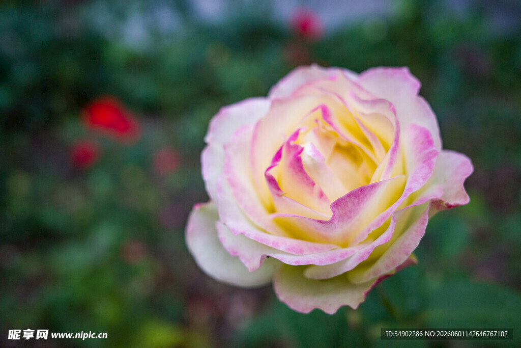 娇艳双色月季花特写