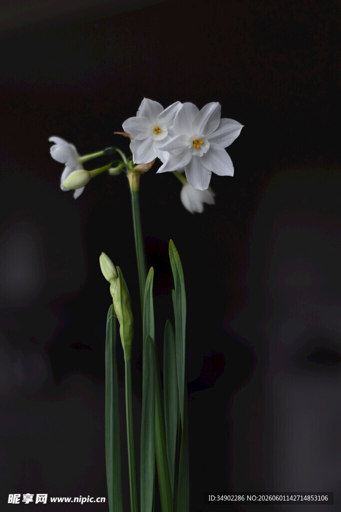 清新淡雅水仙花绽放