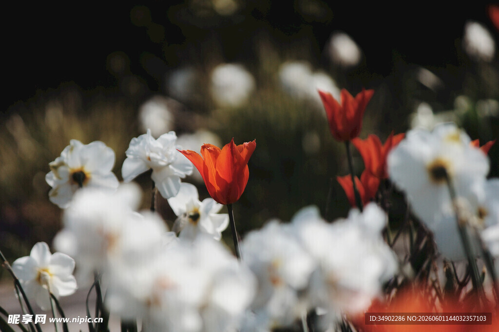 红白花卉绽放自然美景