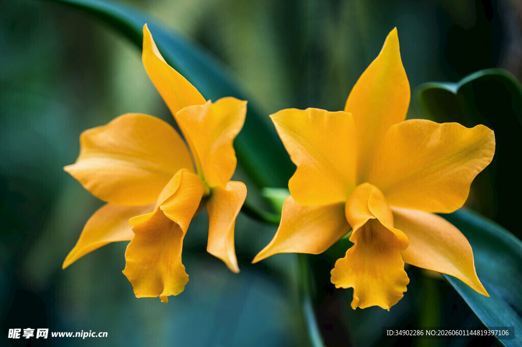 两朵明艳黄色卡特兰花