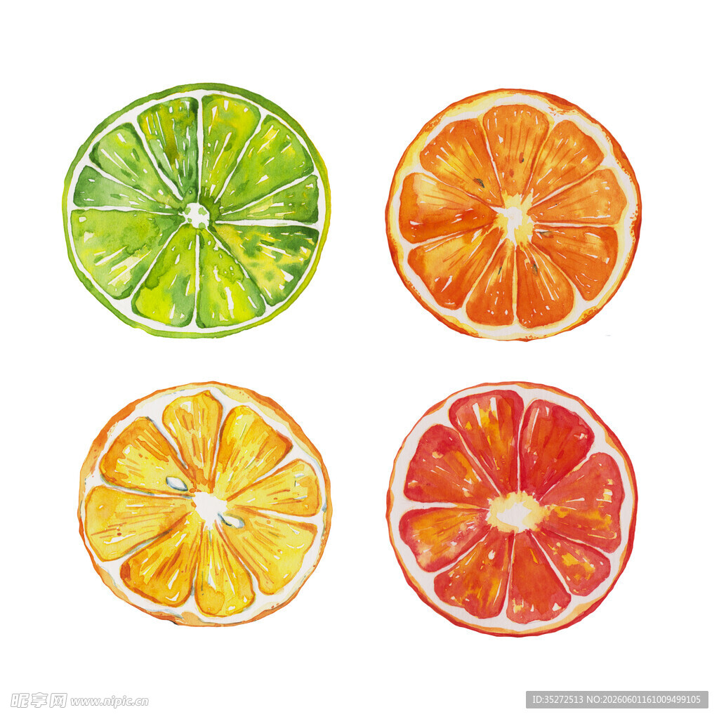 多彩柑橘切片水彩插画