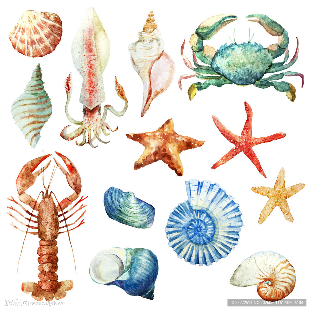 海洋生物与贝壳水彩插画