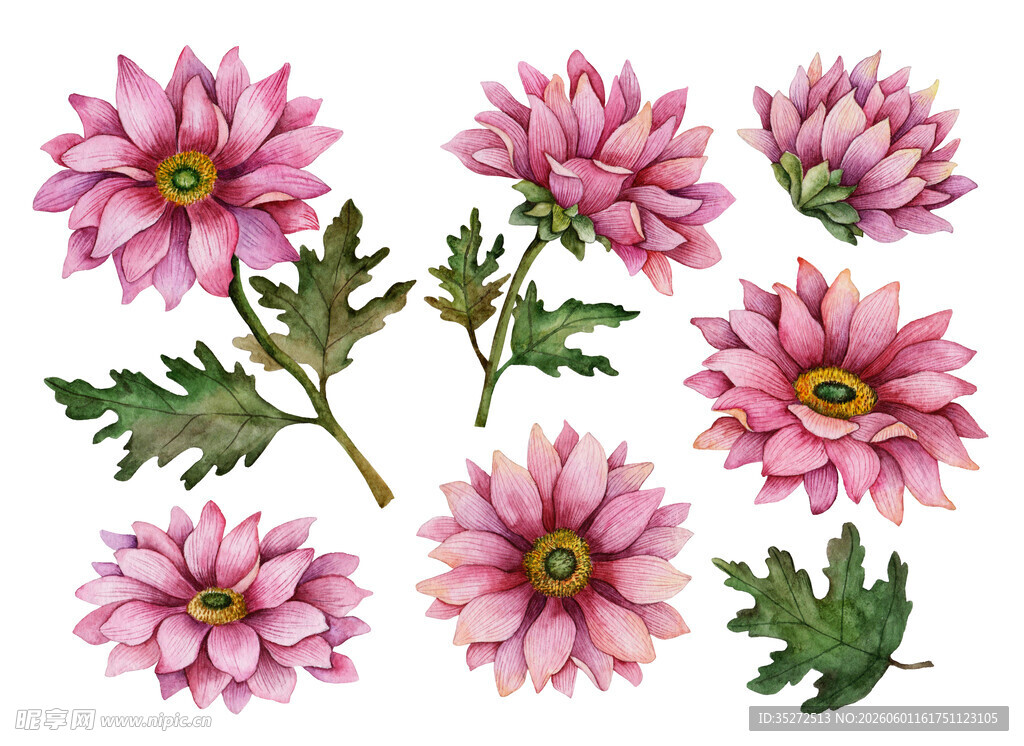 手绘粉色菊花花卉素材