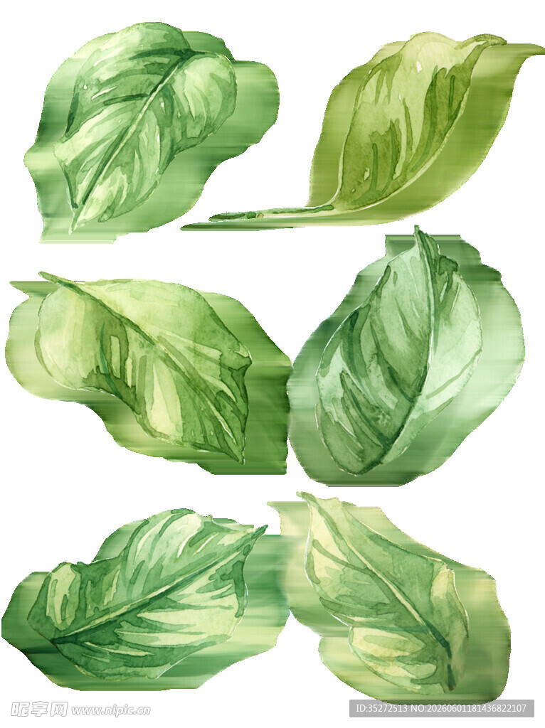 水彩绘绿色新鲜蔬菜叶片