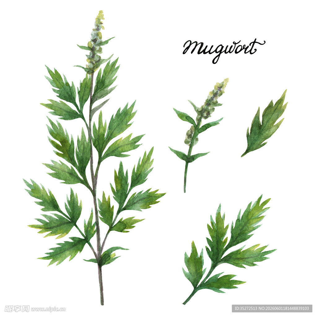 艾草植物插画