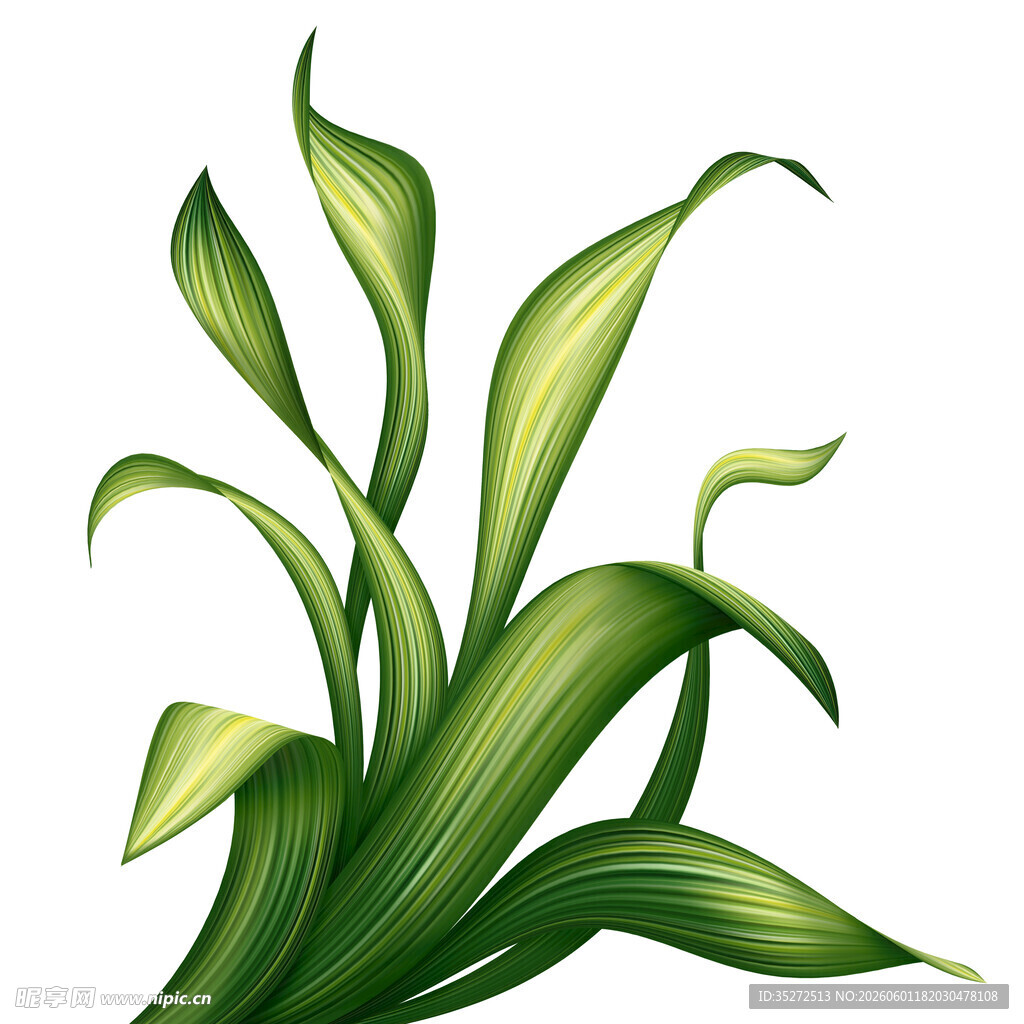 翠绿修长叶片的植物