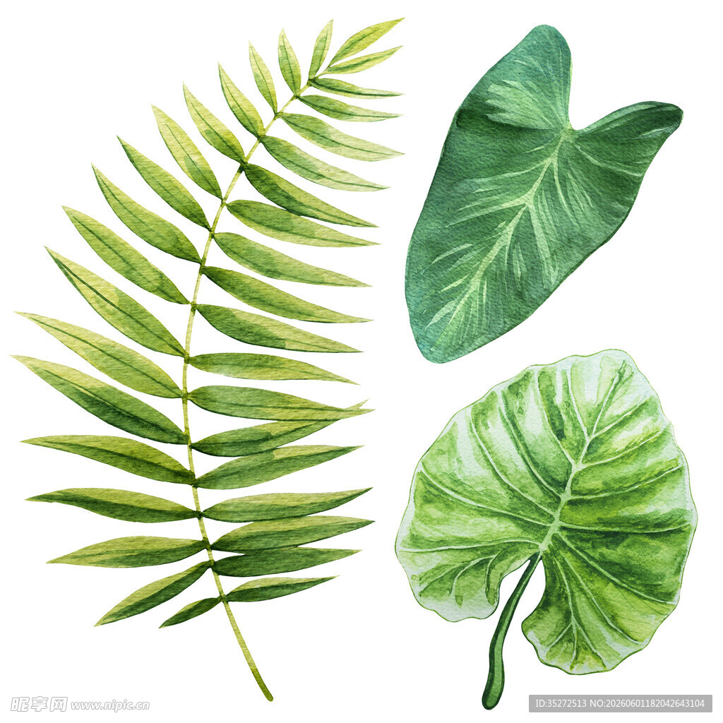 清新绿植叶片插画素材