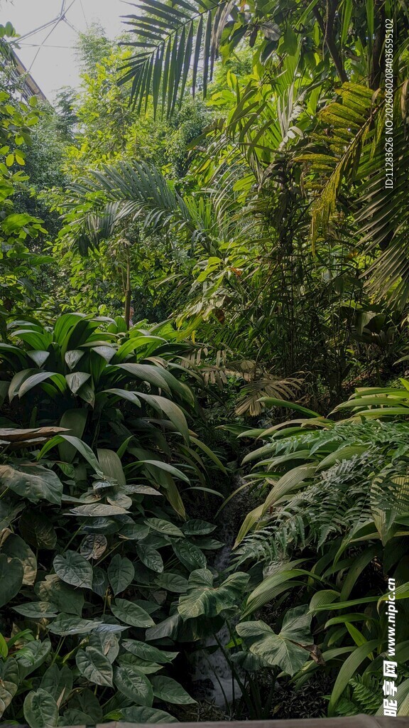 繁茂绿植景观