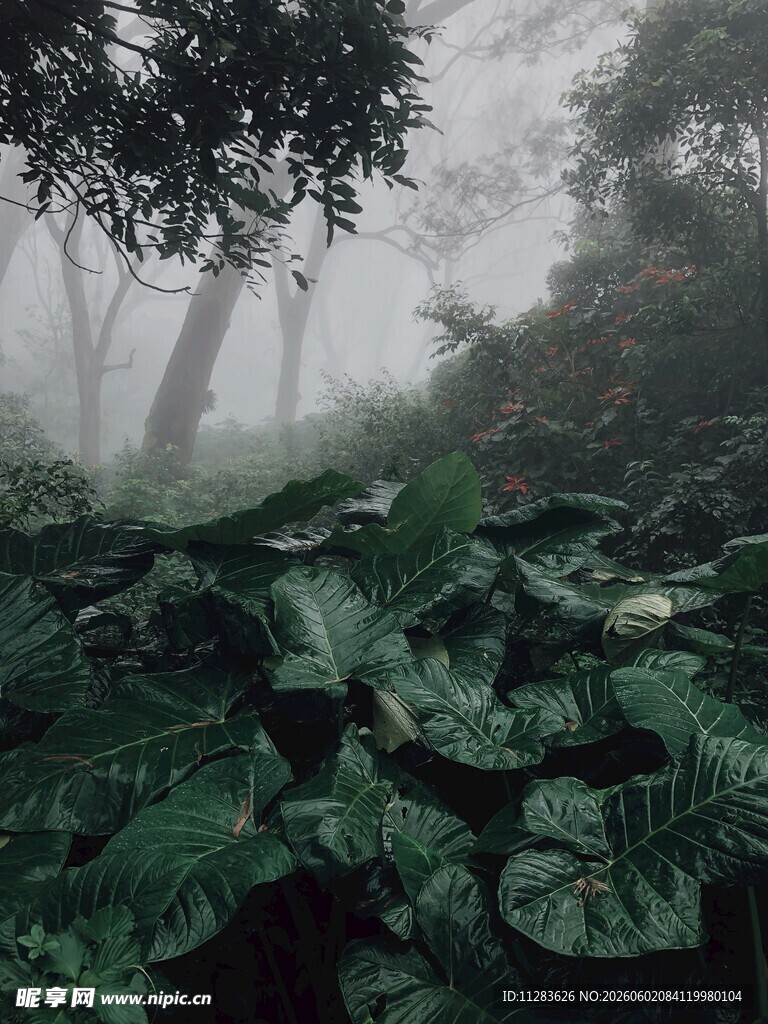 迷雾中的繁茂绿植景观