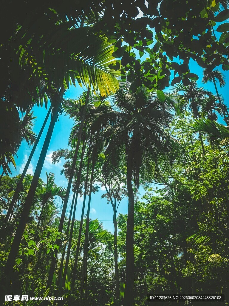 茂密森林中的