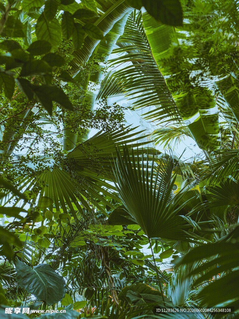 繁茂热带植物