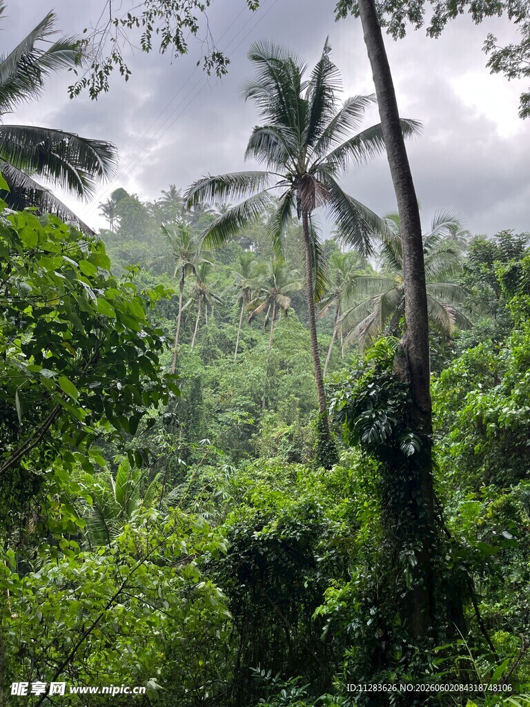 茂密丛林中的高大椰子树