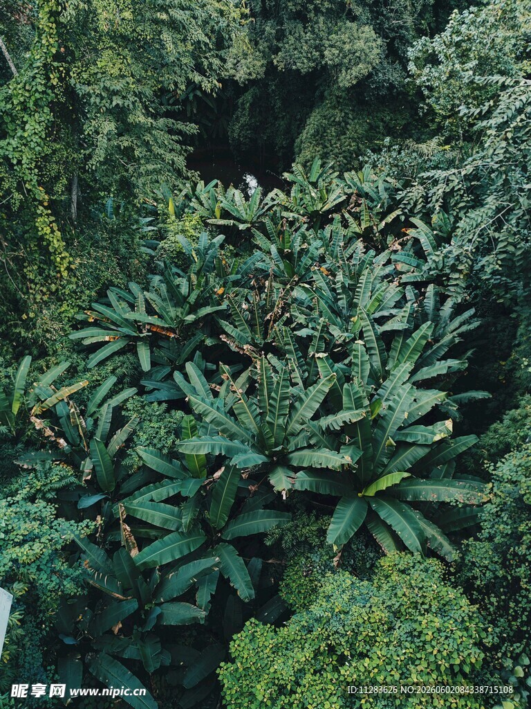 繁茂绿植丛林