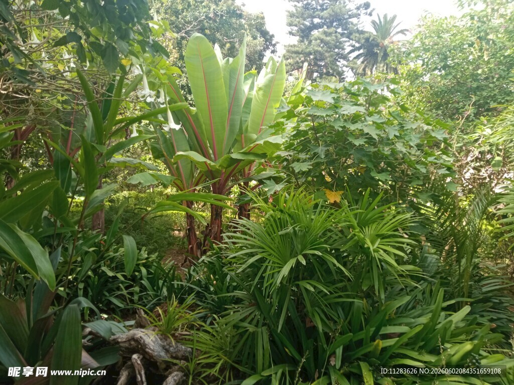 繁茂绿植的自然景致