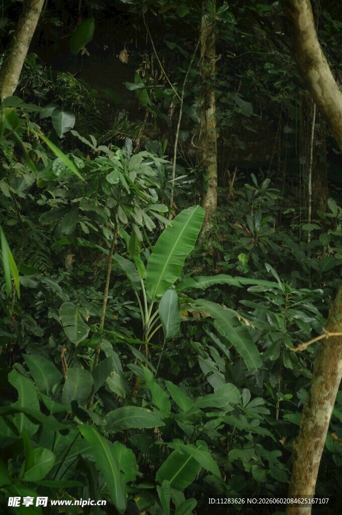 茂密丛林中的绿色植物