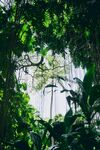 透过绿植望宁