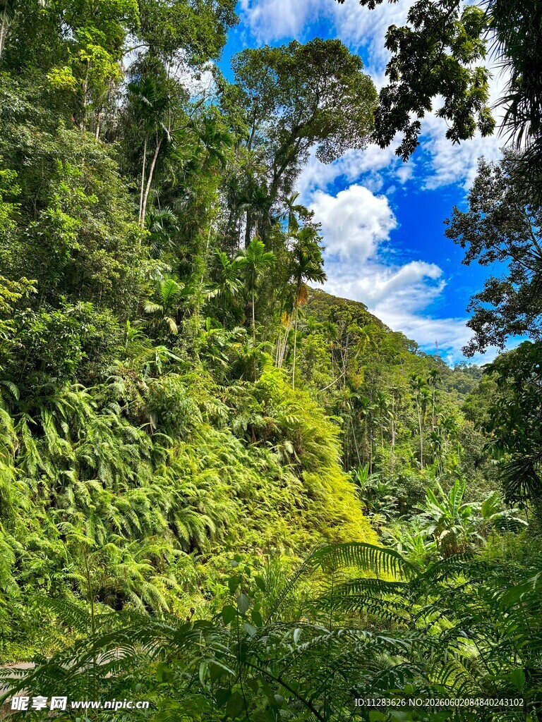 翠绿山林间的自然美景