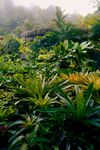 晨雾中的繁茂绿植