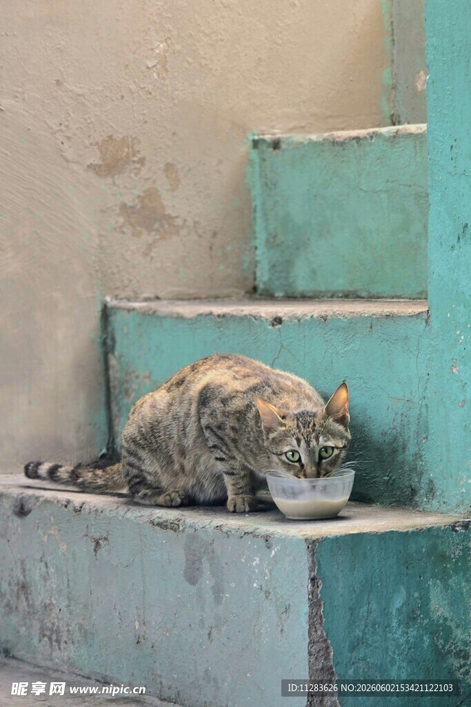 台阶上酣睡的花斑猫咪