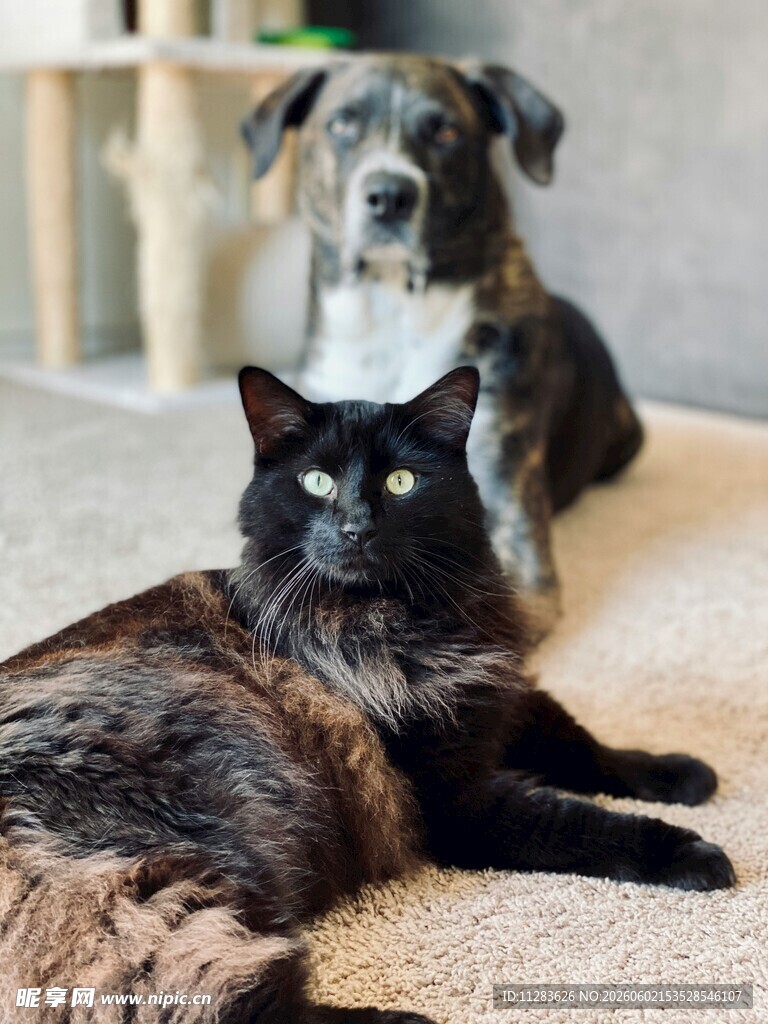 猫与狗同框的