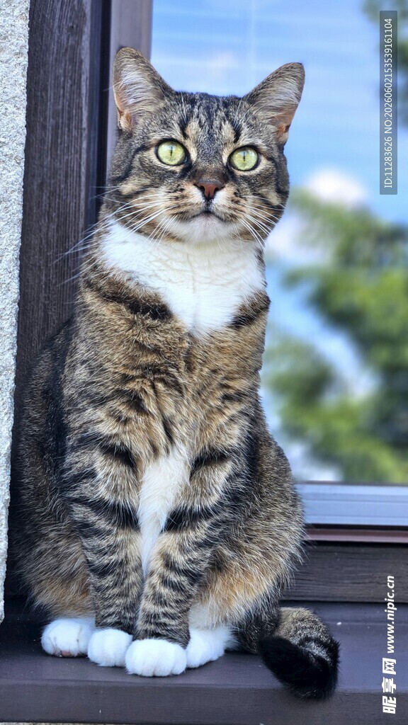 窗边萌猫睁大