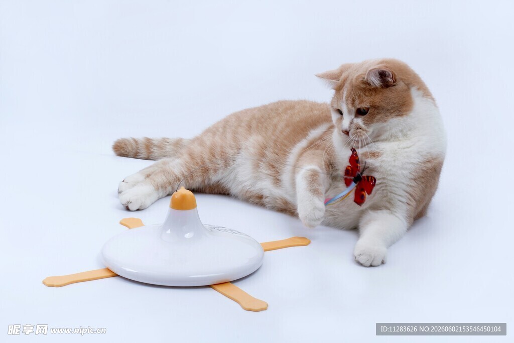 猫咪与智能玩具互动瞬间