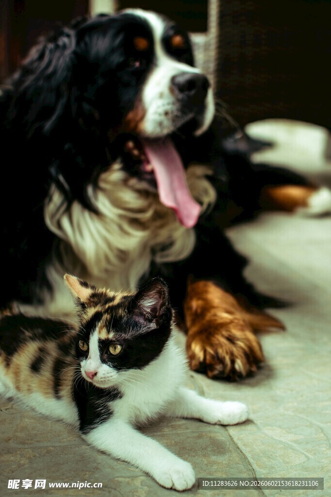 大狗与小猫亲