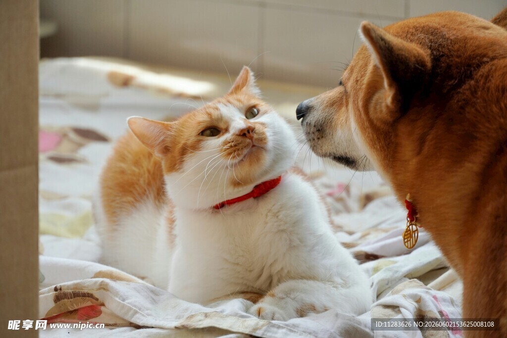 猫咪与狗狗的