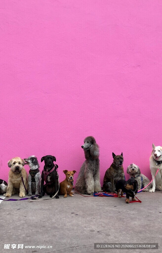 多彩萌犬排排站