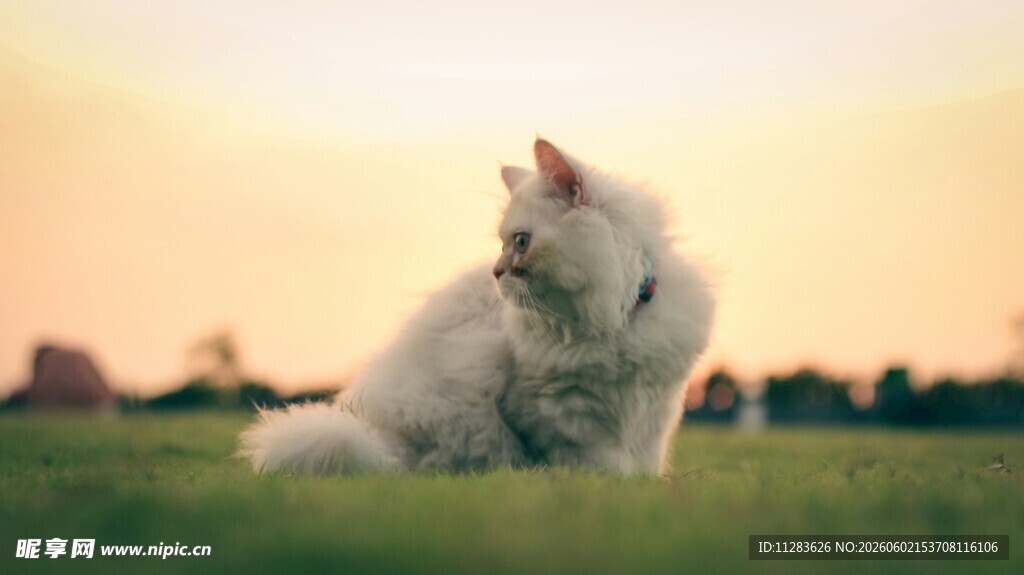 夕阳下的草地猫咪