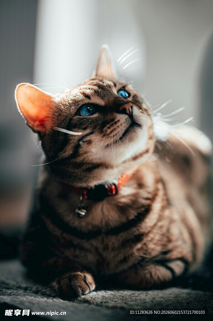 斑纹萌猫仰头