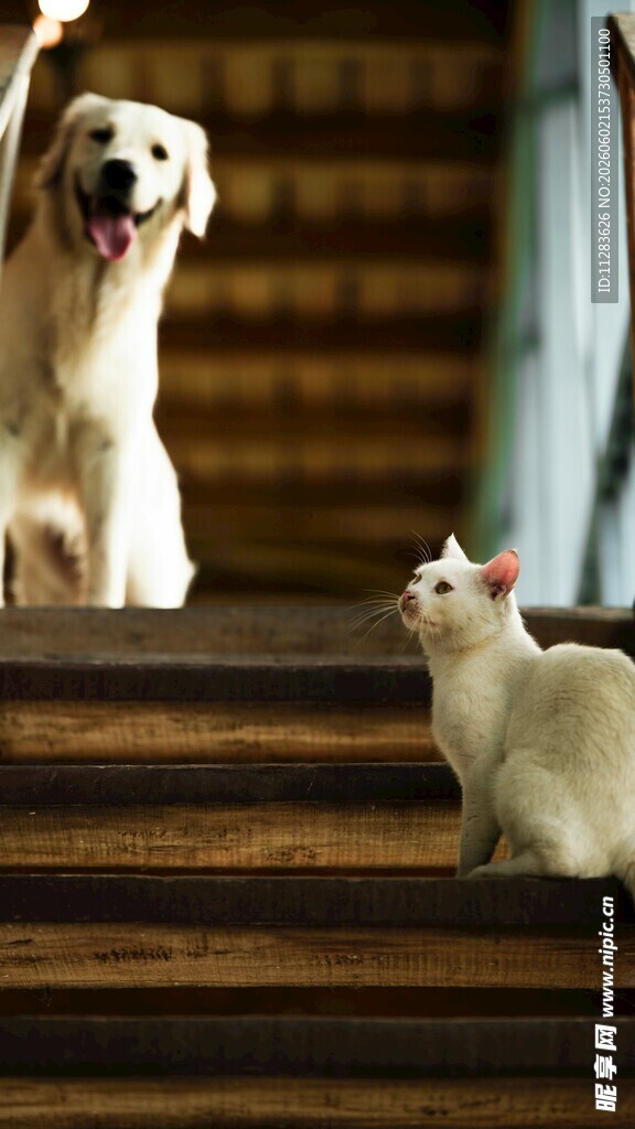 楼梯上的猫咪