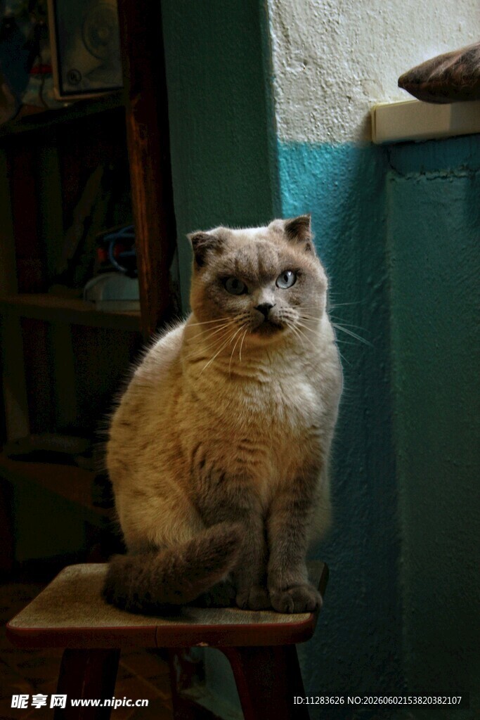 凳子上的可爱猫咪