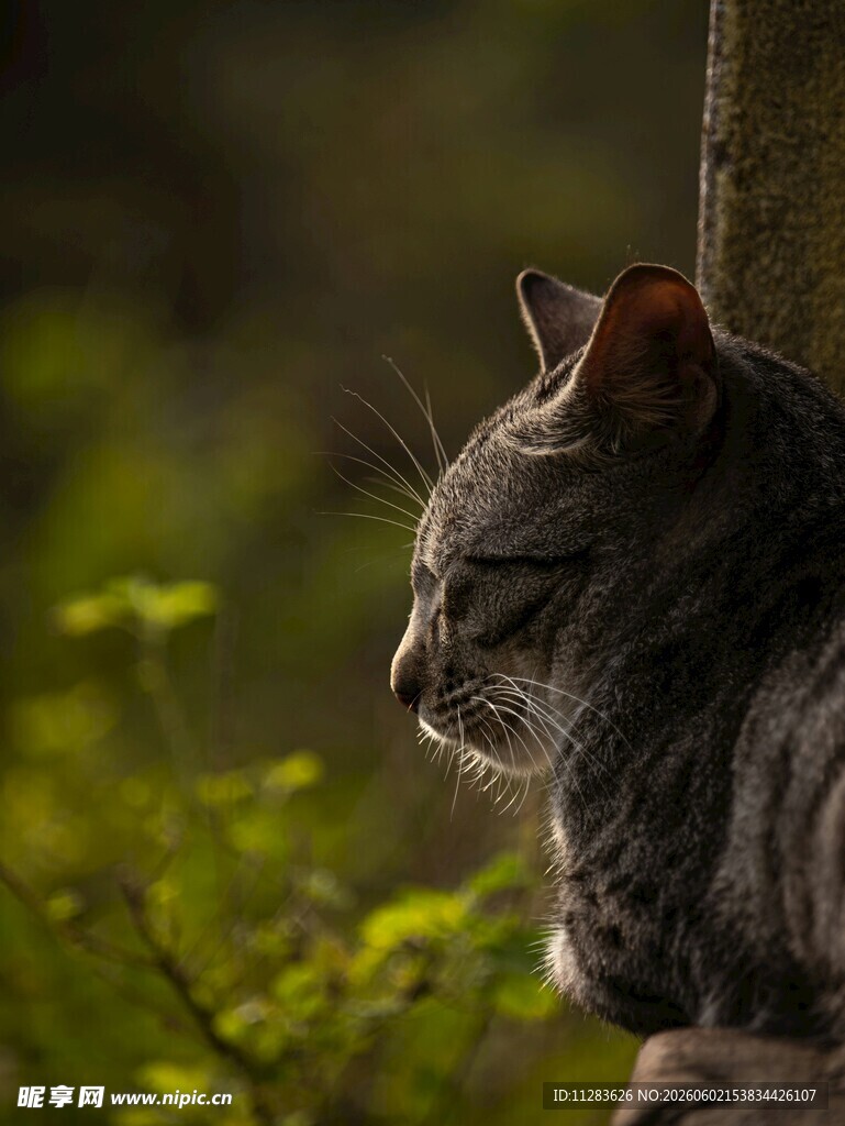 窗边灰猫的悠