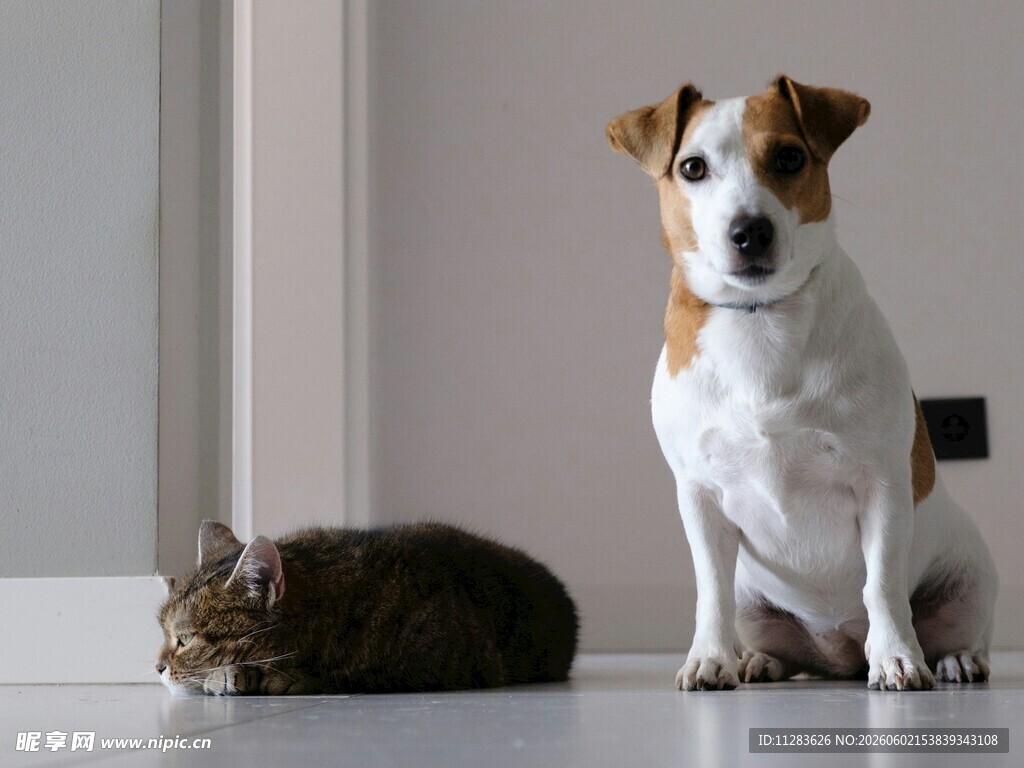猫咪与狗狗安静共处