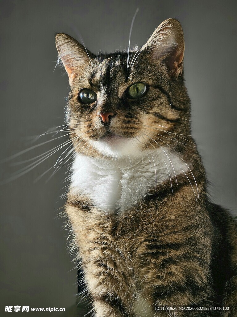 可爱斑纹猫的