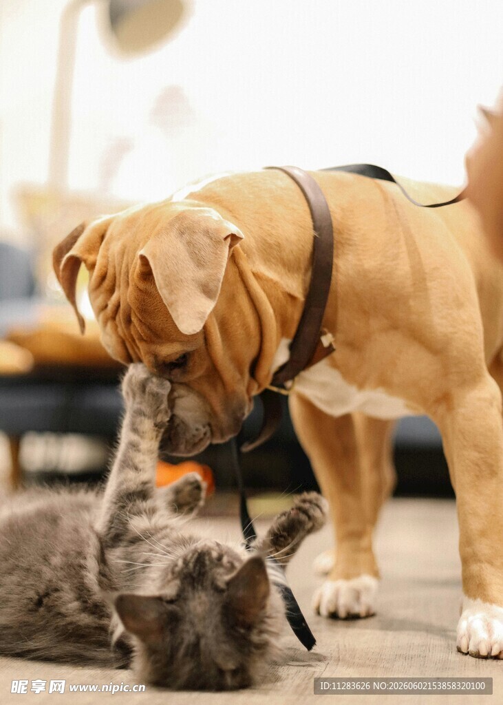 猫狗亲昵互动瞬间