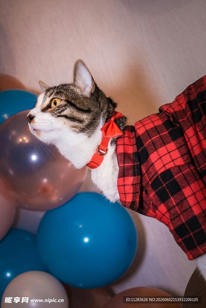 格子装猫咪玩彩色气球